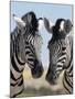 Two Burchell's Zebra, Equus Burchelli, Etosha National Park, Namibia, Africa-Ann & Steve Toon-Mounted Photographic Print