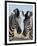 Two Burchell's Zebra, Equus Burchelli, Etosha National Park, Namibia, Africa-Ann & Steve Toon-Framed Photographic Print