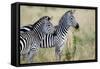 Two Burchell's Zebras (Equus Burchelli) in a Forest, Tarangire National Park, Tanzania-null-Framed Stretched Canvas