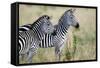 Two Burchell's Zebras (Equus Burchelli) in a Forest, Tarangire National Park, Tanzania-null-Framed Stretched Canvas