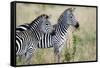 Two Burchell's Zebras (Equus Burchelli) in a Forest, Tarangire National Park, Tanzania-null-Framed Stretched Canvas