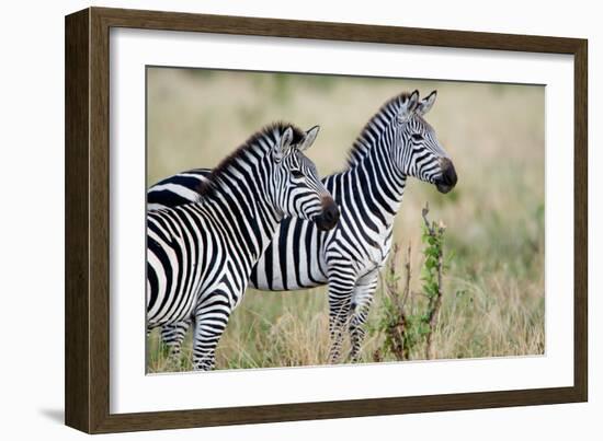 Two Burchell's Zebras (Equus Burchelli) in a Forest, Tarangire National Park, Tanzania-null-Framed Photographic Print