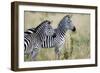 Two Burchell's Zebras (Equus Burchelli) in a Forest, Tarangire National Park, Tanzania-null-Framed Photographic Print