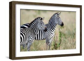 Two Burchell's Zebras (Equus Burchelli) in a Forest, Tarangire National Park, Tanzania-null-Framed Photographic Print