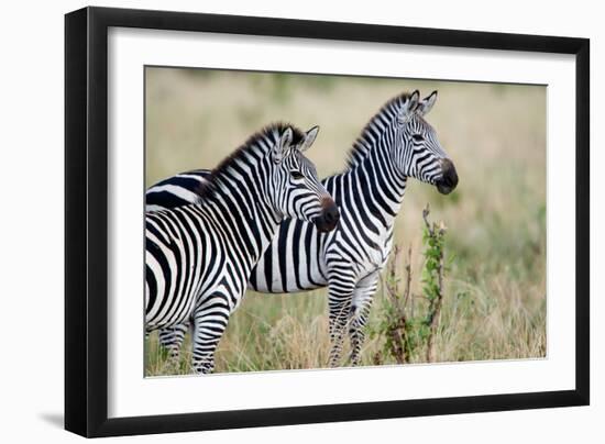 Two Burchell's Zebras (Equus Burchelli) in a Forest, Tarangire National Park, Tanzania-null-Framed Photographic Print