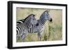 Two Burchell's Zebras (Equus Burchelli) in a Forest, Tarangire National Park, Tanzania-null-Framed Photographic Print