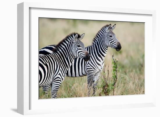 Two Burchell's Zebras (Equus Burchelli) in a Forest, Tarangire National Park, Tanzania-null-Framed Photographic Print