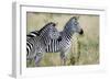 Two Burchell's Zebras (Equus Burchelli) in a Forest, Tarangire National Park, Tanzania-null-Framed Photographic Print