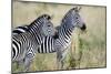 Two Burchell's Zebras (Equus Burchelli) in a Forest, Tarangire National Park, Tanzania-null-Mounted Photographic Print