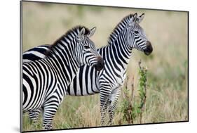 Two Burchell's Zebras (Equus Burchelli) in a Forest, Tarangire National Park, Tanzania-null-Mounted Photographic Print