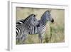 Two Burchell's Zebras (Equus Burchelli) in a Forest, Tarangire National Park, Tanzania-null-Framed Photographic Print