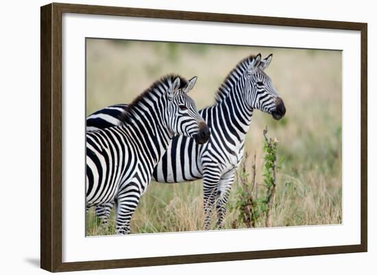 Two Burchell's Zebras (Equus Burchelli) in a Forest, Tarangire National Park, Tanzania-null-Framed Photographic Print