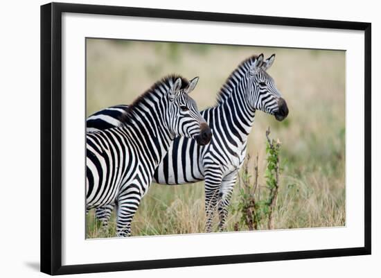 Two Burchell's Zebras (Equus Burchelli) in a Forest, Tarangire National Park, Tanzania-null-Framed Photographic Print