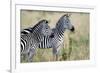 Two Burchell's Zebras (Equus Burchelli) in a Forest, Tarangire National Park, Tanzania-null-Framed Photographic Print