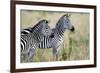 Two Burchell's Zebras (Equus Burchelli) in a Forest, Tarangire National Park, Tanzania-null-Framed Photographic Print