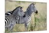 Two Burchell's Zebras (Equus Burchelli) in a Forest, Tarangire National Park, Tanzania-null-Mounted Photographic Print