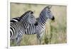 Two Burchell's Zebras (Equus Burchelli) in a Forest, Tarangire National Park, Tanzania-null-Framed Photographic Print