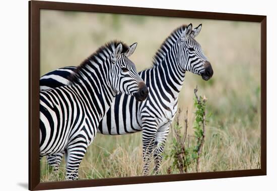 Two Burchell's Zebras (Equus Burchelli) in a Forest, Tarangire National Park, Tanzania-null-Framed Photographic Print