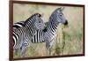 Two Burchell's Zebras (Equus Burchelli) in a Forest, Tarangire National Park, Tanzania-null-Framed Photographic Print