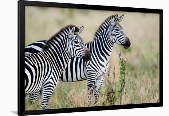 Two Burchell's Zebras (Equus Burchelli) in a Forest, Tarangire National Park, Tanzania-null-Framed Photographic Print