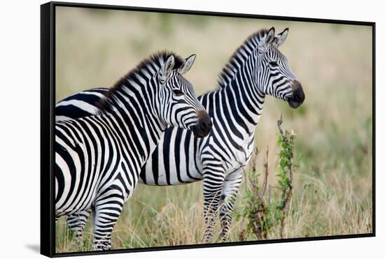 Two Burchell's Zebras (Equus Burchelli) in a Forest, Tarangire National Park, Tanzania-null-Framed Stretched Canvas