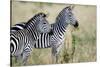 Two Burchell's Zebras (Equus Burchelli) in a Forest, Tarangire National Park, Tanzania-null-Stretched Canvas