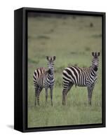 Two Burchell's Zebras-DLILLC-Framed Stretched Canvas