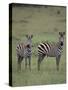 Two Burchell's Zebras-DLILLC-Stretched Canvas