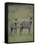Two Burchell's Zebras-DLILLC-Framed Stretched Canvas