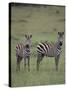 Two Burchell's Zebras-DLILLC-Stretched Canvas