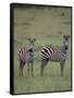 Two Burchell's Zebras-DLILLC-Framed Stretched Canvas