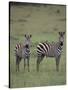 Two Burchell's Zebras-DLILLC-Stretched Canvas