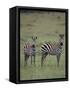 Two Burchell's Zebras-DLILLC-Framed Stretched Canvas