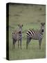 Two Burchell's Zebras-DLILLC-Stretched Canvas