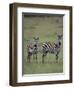 Two Burchell's Zebras-DLILLC-Framed Photographic Print