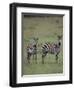 Two Burchell's Zebras-DLILLC-Framed Photographic Print