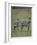 Two Burchell's Zebras-DLILLC-Framed Photographic Print