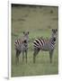 Two Burchell's Zebras-DLILLC-Framed Photographic Print