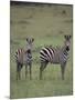 Two Burchell's Zebras-DLILLC-Mounted Photographic Print