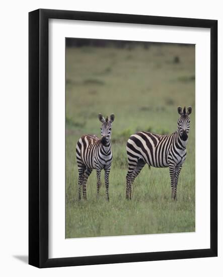 Two Burchell's Zebras-DLILLC-Framed Photographic Print