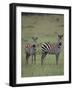 Two Burchell's Zebras-DLILLC-Framed Photographic Print