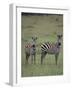 Two Burchell's Zebras-DLILLC-Framed Photographic Print
