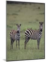 Two Burchell's Zebras-DLILLC-Mounted Photographic Print