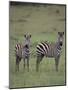 Two Burchell's Zebras-DLILLC-Mounted Photographic Print