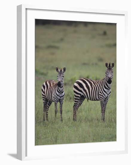 Two Burchell's Zebras-DLILLC-Framed Photographic Print