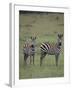 Two Burchell's Zebras-DLILLC-Framed Photographic Print