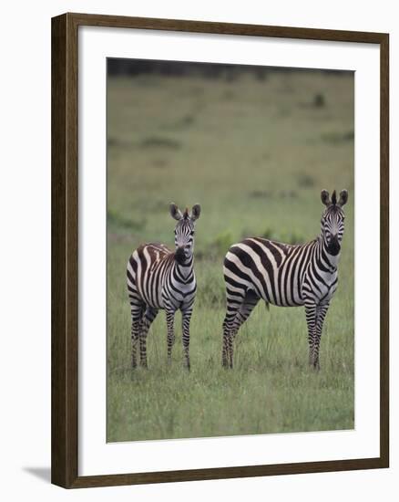 Two Burchell's Zebras-DLILLC-Framed Photographic Print