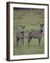 Two Burchell's Zebras-DLILLC-Framed Photographic Print