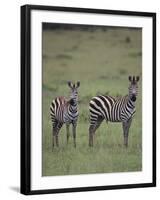 Two Burchell's Zebras-DLILLC-Framed Photographic Print