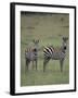 Two Burchell's Zebras-DLILLC-Framed Photographic Print